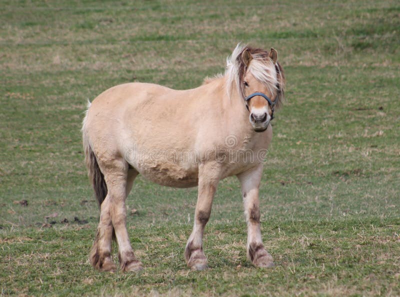 Pferd stockfotografie Pferd stockfotografie