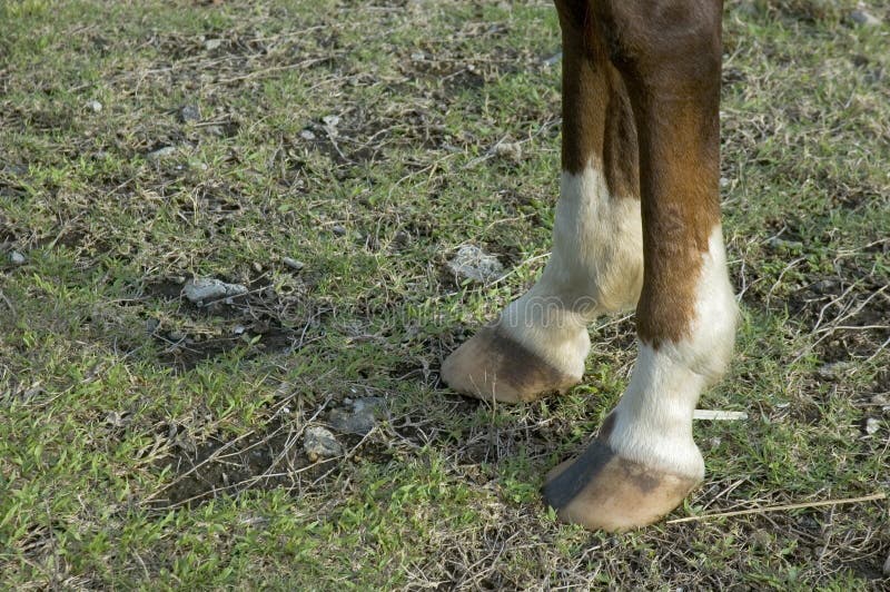 Pferd lizenzfreies stockbild