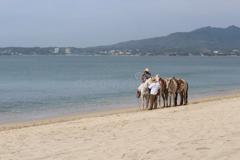 Pferd auf dem Strand lizenzfreie stockbilder Pferd auf dem Strand lizenzfreie stockbilder