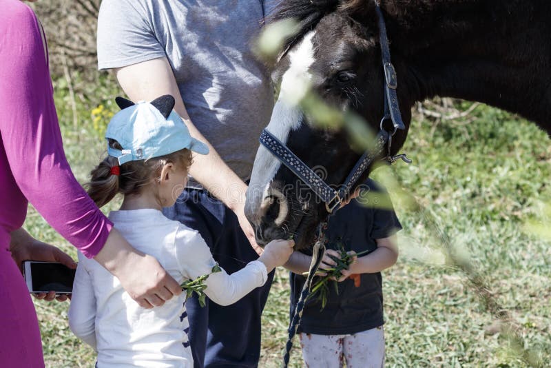 Pferd auf der Stra?e das Kind zieht das Pferd ein Eltern steuern den Prozess stockbild Pferd auf der Stra?e das Kind zieht das Pferd ein Eltern steuern den Prozess stockbild