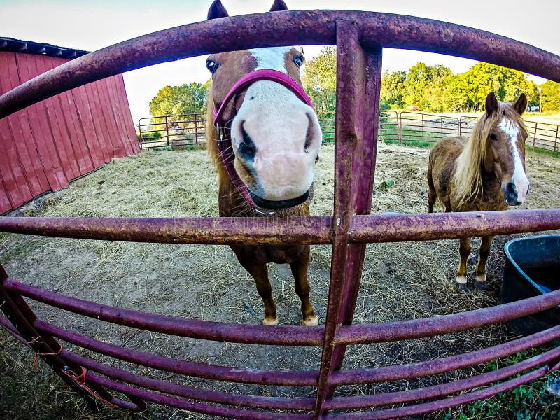 Pferd auf einem Bauernhof hinter Zaun lizenzfreie stockfotografie