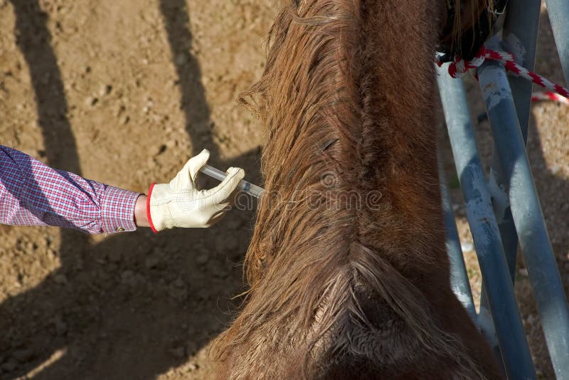 Pferd, das Einspritzung empfängt stockbilder Pferd, das Einspritzung empfängt stockbilder