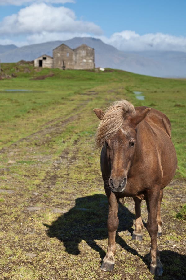 Pferd in Island stockbilder Pferd in Island stockbilder
