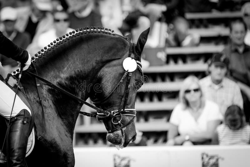 A horse in portraits at a tournament shows relaxed and chews out of hand. A horse in portraits at a tournament shows relaxed and chews out of hand