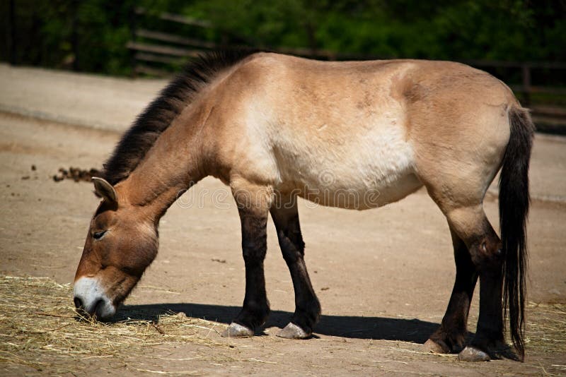 Pferd zoo frau Zoo Porn