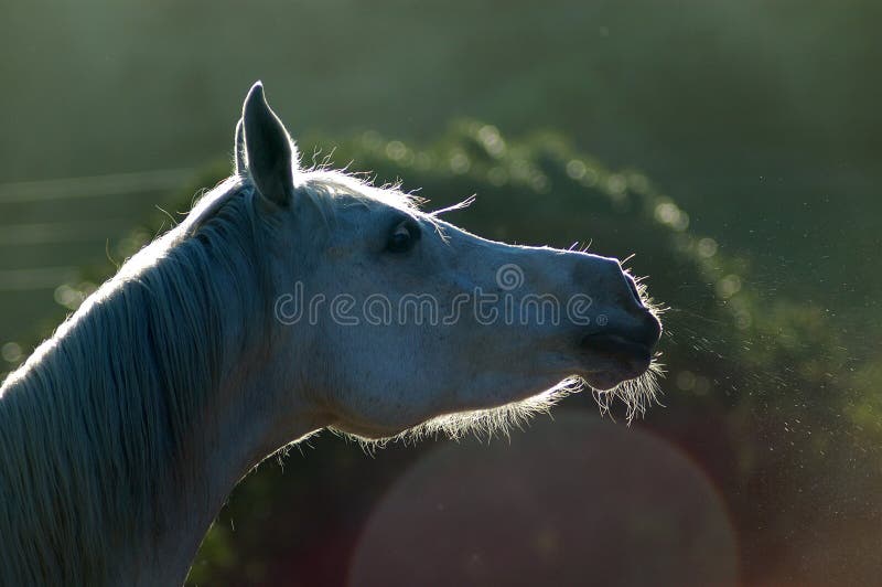 A wild white Arabian horse head profile portrait in opposite light and dust on a paddock of a farm during sunset in the evening. A wild white Arabian horse head profile portrait in opposite light and dust on a paddock of a farm during sunset in the evening.