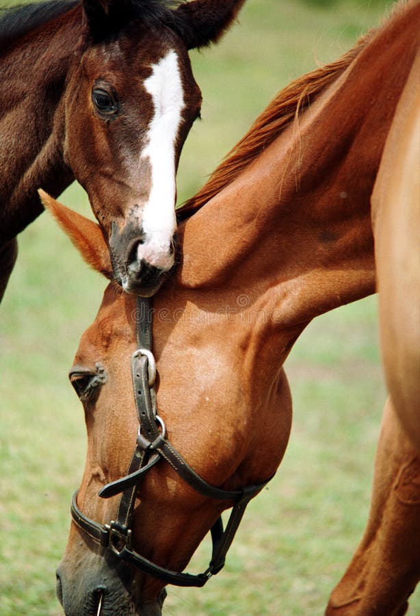 Pferd und Fohlen stockfotos Pferd und Fohlen stockfotos