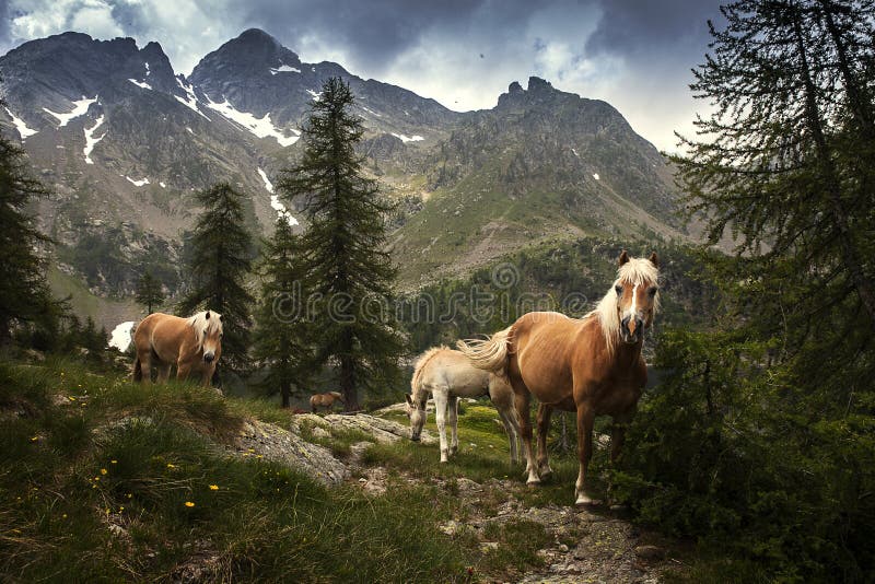 Pferd und Fohlen stockbild. Bild von nave, tier, ökologie - 33998901