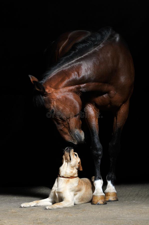Pferd und Hund auf dem schwarzen Hintergrund lizenzfreie stockfotos Pferd und Hund auf dem schwarzen Hintergrund lizenzfreie stockfotos