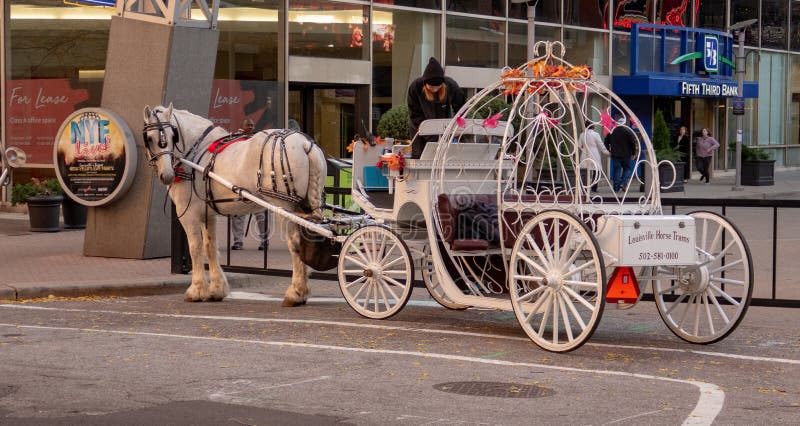 Pferd und verwanzte Fahrt stockfotos Pferd und verwanzte Fahrt stockfotos