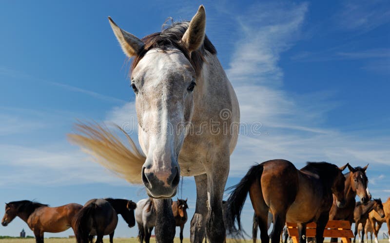 Pferde stockbilder
