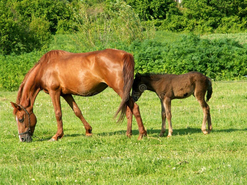 Pferde lizenzfreie stockfotos Pferde lizenzfreie stockfotos