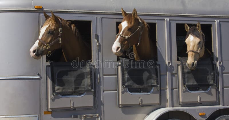 Pferde stockfoto