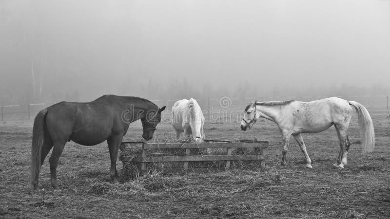 Pferde auf dem Gebiet, in der Weide Heu essend lizenzfreies stockbild Pferde auf dem Gebiet, in der Weide Heu essend lizenzfreies stockbild
