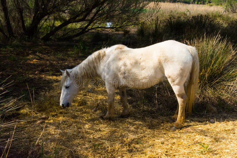 Pferde des Camargue stockfoto. Bild von blut, ascendant - 115096912