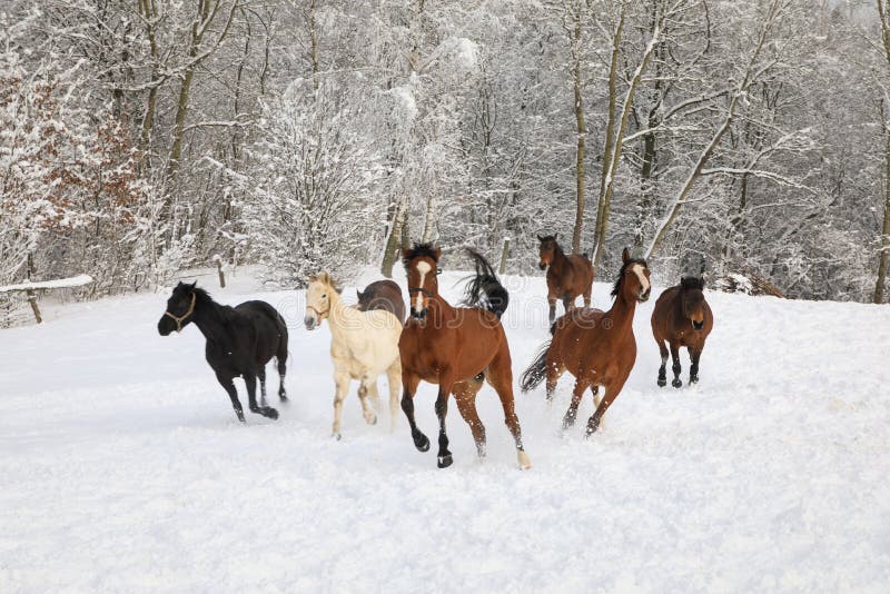 Pferde galoppieren auf schneebedeckte Wiese stockbild Pferde galoppieren auf schneebedeckte Wiese stockbild