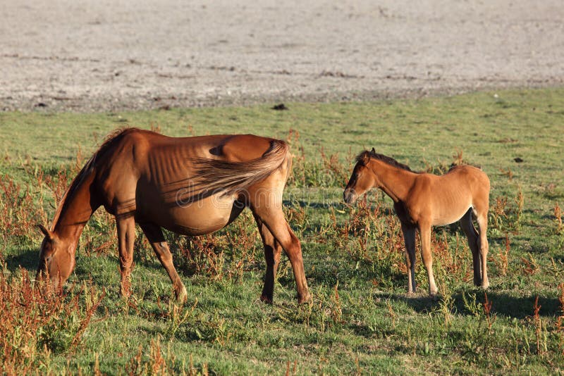 Andalusische Wild-Pferde stockfoto. Bild von leise, pferd ...