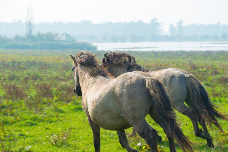 Pferde im Sumpfgebiet im Sommer lizenzfreie stockfotos Pferde im Sumpfgebiet im Sommer lizenzfreie stockfotos