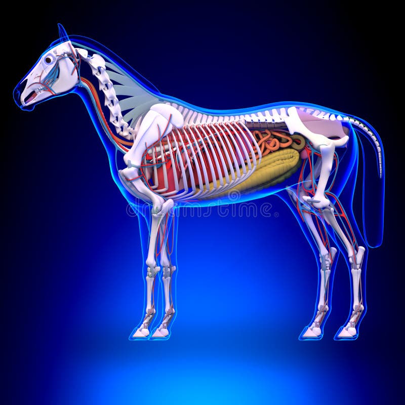 Pferd Anatomie Poster 45x60cm - Innere Organe Veterinärmedizinisch