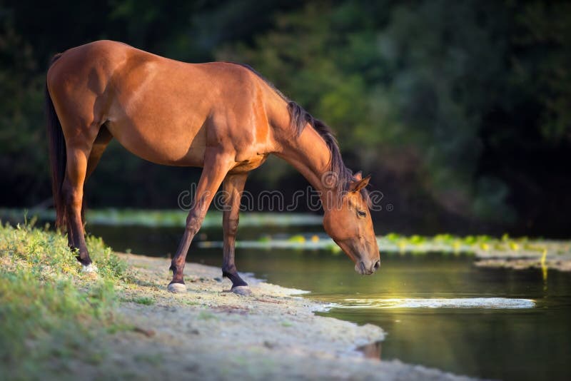 Pferdegetränkwasser stockbilder Pferdegetränkwasser stockbilder