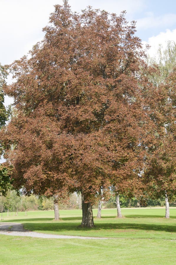 Pferdekastanienbaum im Herbst in Deutschland stockbilder Pferdekastanienbaum im Herbst in Deutschland stockbilder