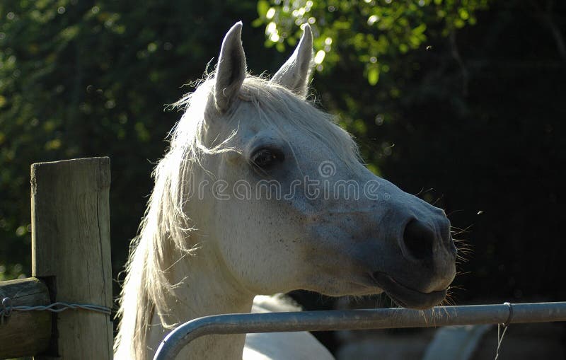 A beautiful face of a wild active white Arabian horse head profile portrait in opposit light and dust on a paddock of a farm during sunset in the evening. A beautiful face of a wild active white Arabian horse head profile portrait in opposit light and dust on a paddock of a farm during sunset in the evening