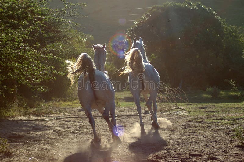 Two active wild white Arabian horses running in the dust with opposite light on a paddock of a farm showing their backs. Two active wild white Arabian horses running in the dust with opposite light on a paddock of a farm showing their backs.