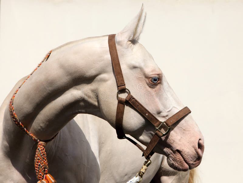 Pferdeportrait Akhal-Teke Cremello lizenzfreie stockfotografie Pferdeportrait Akhal-Teke Cremello lizenzfreie stockfotografie