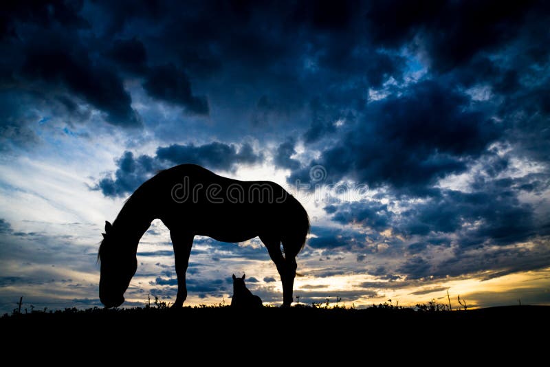  Pferdeschattenbild lizenzfreie stockfotos