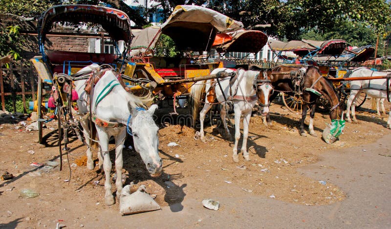 Pferdewagen in Indien lizenzfreie stockfotografie Pferdewagen in Indien lizenzfreie stockfotografie