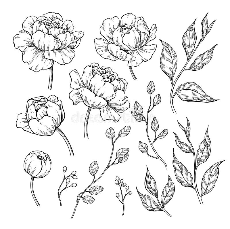 Pfingstrosenblumen- und -blattzeichnen Vektor Hand gezeichnete gravierte Flor