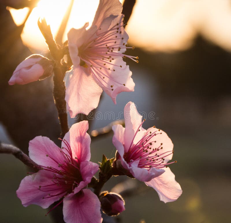 Pfirsich-Prunus- persicablüte an der Dämmerung stockbilder Pfirsich-Prunus- persicablüte an der Dämmerung stockbilder