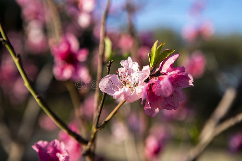 Pfirsichbaum-Blütenrosablumen-Naturhintergrund lizenzfreie stockbilder Pfirsichbaum-Blütenrosablumen-Naturhintergrund lizenzfreie stockbilder