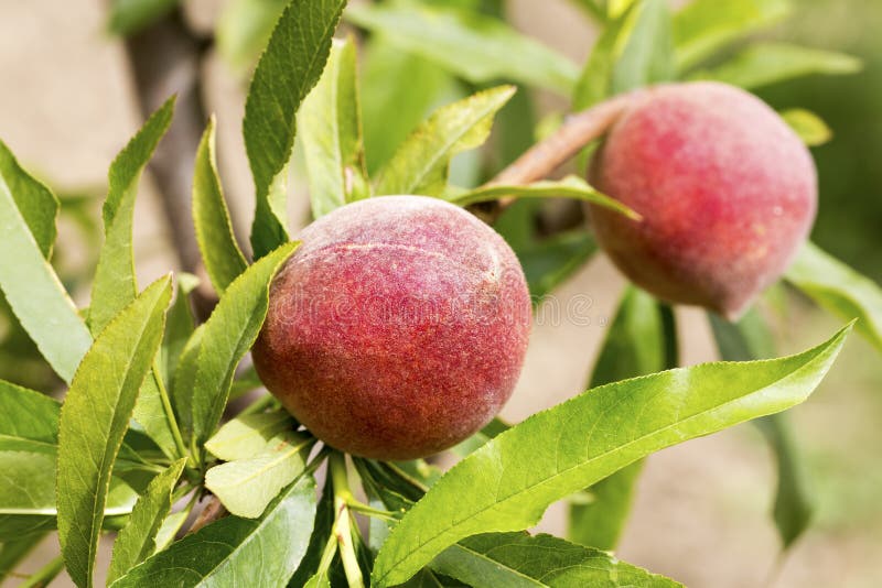 Pfirsichbaum Mit Dem Fruchtwachsen Im Garten Stockbild Bild von