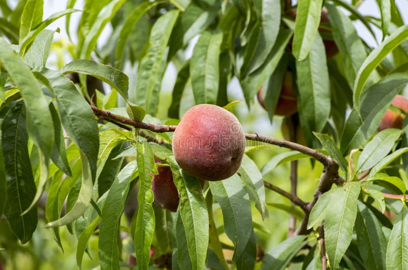 Pfirsichbaum Mit Dem Fruchtwachsen Im Garten Pfirsichobstgarten