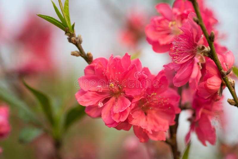 Pfirsichblume auf Baum Pfirsichblume ist Symbol des vietnamesischen neuen Mondjahres - Tet-Feiertage im Norden von Vietnam stockfoto Pfirsichblume auf Baum Pfirsichblume ist Symbol des vietnamesischen neuen Mondjahres - Tet-Feiertage im Norden von Vietnam stockfoto
