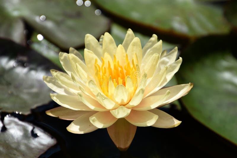 Pfirsichfarbenes gelbes Waterlily, Nymphaea mangkala ubol stockfotografie Pfirsichfarbenes gelbes Waterlily, Nymphaea mangkala ubol stockfotografie
