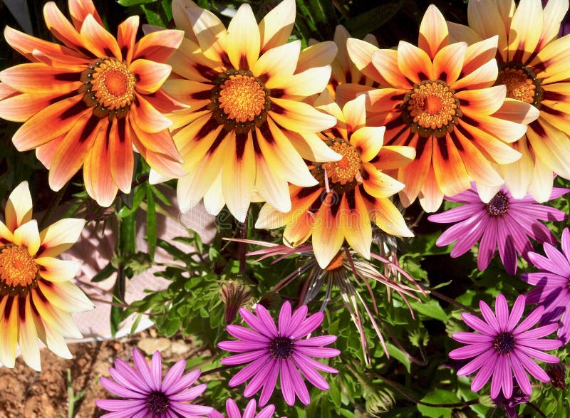Pfirsichsternblumen im Gelb, im oenage und im Rosa in Albufeira an der Algarve-Küste von Portugal stockbild Pfirsichsternblumen im Gelb, im oenage und im Rosa in Albufeira an der Algarve-Küste von Portugal stockbild