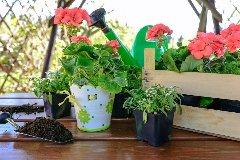 Pflanzen der Blumen im Garten lizenzfreies stockfoto Pflanzen der Blumen im Garten lizenzfreies stockfoto