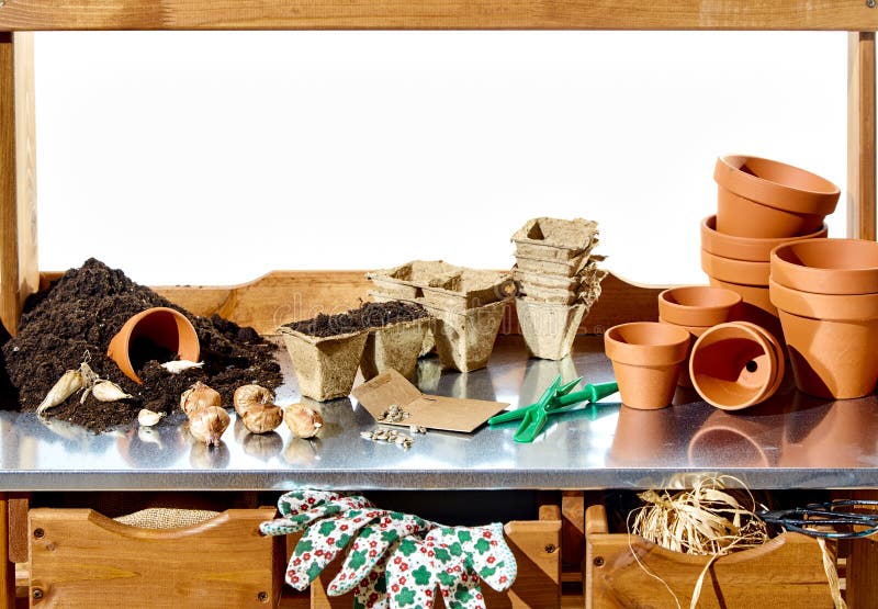 Pflanzen herauf Frühlingsbirnen in den Terrakottablumentöpfen lizenzfreie stockfotografie Pflanzen herauf Frühlingsbirnen in den Terrakottablumentöpfen lizenzfreie stockfotografie