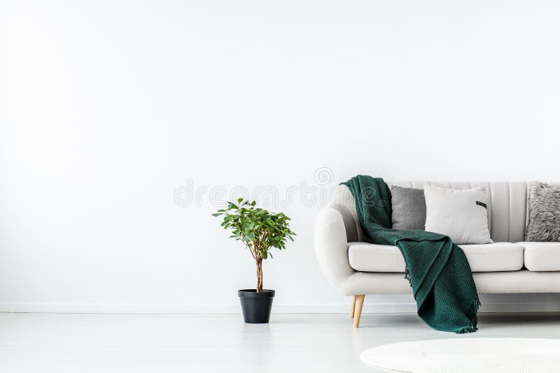 Pflanzen in schwarzem Topf neben beigefarbenem Sofa mit smaragdgrüner Decke