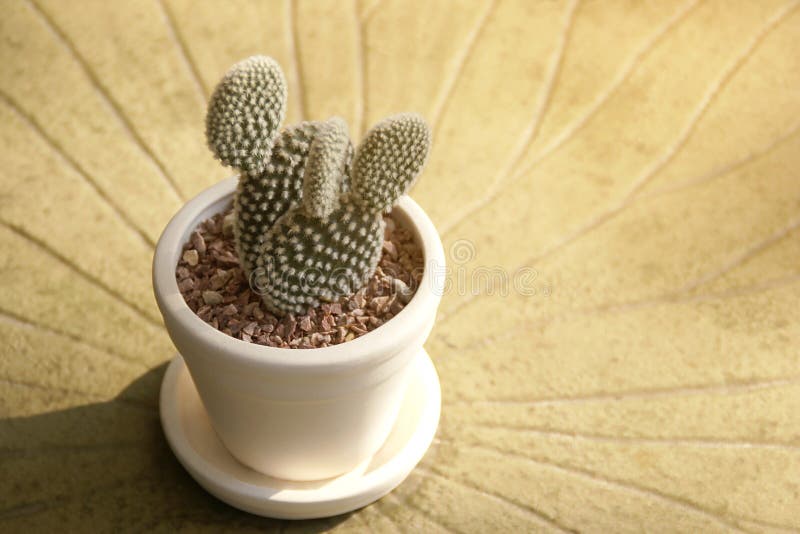 Pflanzen von Clay Pot des Opuntie-Kaktus auf Couchtisch stockfotos Pflanzen von Clay Pot des Opuntie-Kaktus auf Couchtisch stockfotos