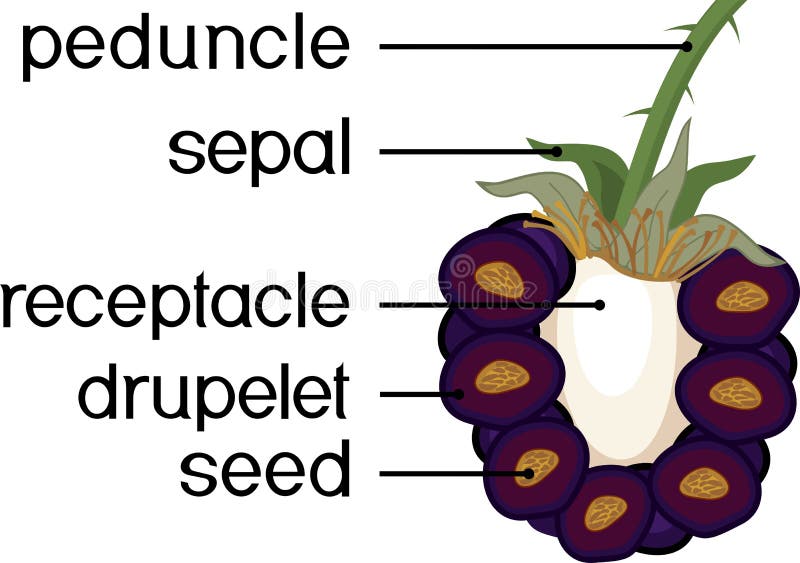 Pflanzenteile Morphologie der Brombeergesamten Frucht im Abschnitt lizenzfreie abbildung Pflanzenteile Morphologie der Brombeergesamten Frucht im Abschnitt lizenzfreie abbildung