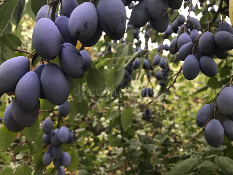 Pflaumenbaum Mit Reifen Pflaumen Stockfoto Bild von draussen, grün