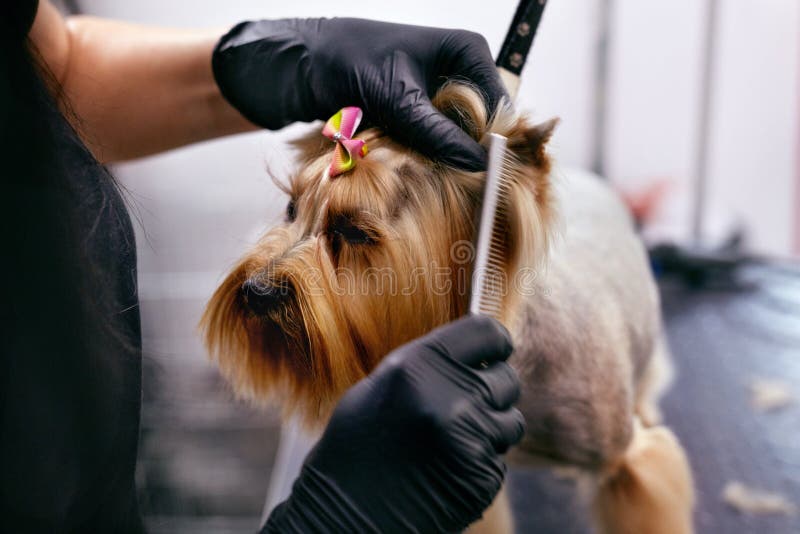 Pflegenhund Streicheln Sie Groomer-bürstendes Hund-` s Haar mit Kamm am Salon