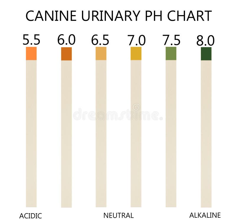 Urine PH Level Chart