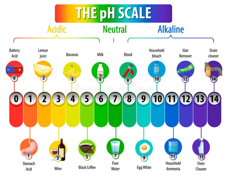 Ph Scale Acids and Alkalines Examples Stock Illustration Illustration of high, gastric 23649738