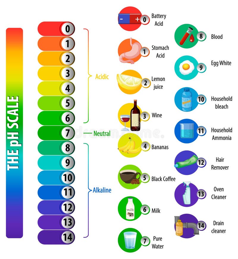 Ph Scale Acids and Alkalines Examples Stock Illustration Illustration of high, gastric 23649738