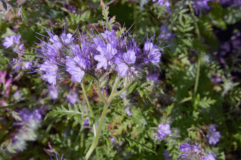 Blooming Phacelia closeup. Phacelia tanacetifolia is a species of phacelia known by the common names lacy phacelia, blue tansy or purple tansy. Boraginaceae family. Blooming Phacelia closeup. Phacelia tanacetifolia is a species of phacelia known by the common names lacy phacelia, blue tansy or purple tansy. Boraginaceae family