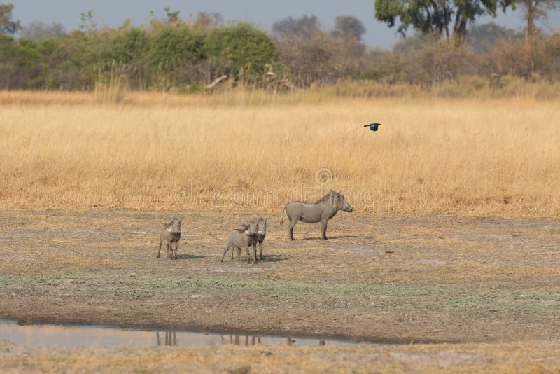Phacochoerus stock photography